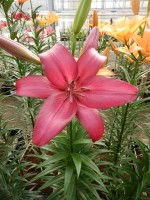 [5122 Purple Diamond DJ No01.JPG]